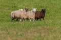 Four Sheep Ovis aries Walk In Royalty Free Stock Photo