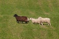 Four Sheep Ovis aries Walk Sedately Left Royalty Free Stock Photo