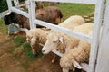 four sheep in the pen Royalty Free Stock Photo