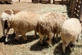 Four sheep presenting thei back side