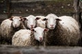 four sheep stand in the pen and look at the camera Royalty Free Stock Photo