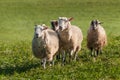 Four Sheep (Ovis aries) Make a Stand Royalty Free Stock Photo