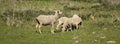 Four sheeps on the beautiful green meadow. Royalty Free Stock Photo