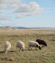 Four sheeps at the hill, above baltique sea in sweden Royalty Free Stock Photo