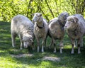 A four sheeps Royalty Free Stock Photo