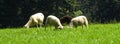 Four sheeps on a meadow Royalty Free Stock Photo