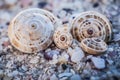 Four Shells Royalty Free Stock Photo