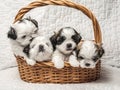 Four shih tzu puppies in the basket