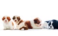 four of shih tzu puppies dog lying with relaxing on white background