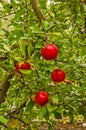 Four Shiny Red Apples on a Tree