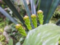 Four shoots of cactus, succulents.