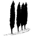 Four silhouettes of a tree of a cypress and footpath along them