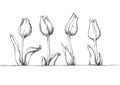 Four simple tulips