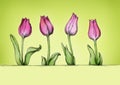 Four simple tulips in pink