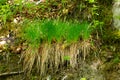 Four single tufts of grass