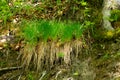 Four single tufts of grass