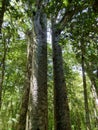 The Four Sisters, Kauri trees in New Zealand Royalty Free Stock Photo