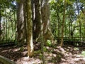 The Four Sisters, Kauri trees in New Zealand Royalty Free Stock Photo