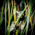 Four slender tree frogs on reeds Northclifffe, WA