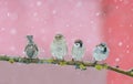 Four small bird Sparrow sitting in festive new year winter Park under snowfall Royalty Free Stock Photo