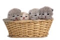 Four small british kittens sit in a wicker basket. Isolated on white background Royalty Free Stock Photo