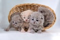 Four small british kittens sit in a wicker basket.  on white background Royalty Free Stock Photo