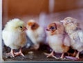 Four small chickens inside glass aquarium wooden background. Young birds