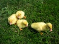 Four small ducks on grass