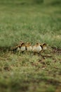 Four small ducks on the grass. young ducks baby mallards chicks family four animals newborn group. outdoors Royalty Free Stock Photo