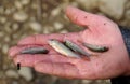 Four small fish in hand Royalty Free Stock Photo