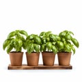 Four Small Pots With Basil Plants On Wood Tray - Iso 200, Low Resolution Royalty Free Stock Photo