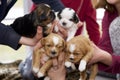 Four small puppies being handled