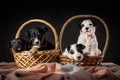 Four small puppies of mongrel dogs of black and white color sitting in two big baskets at black