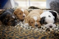 Four small puppies snuggling Royalty Free Stock Photo