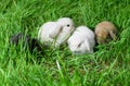 Four small rabbits are lying on the grass in outdoors Royalty Free Stock Photo