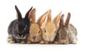 Four small rabbits. Royalty Free Stock Photo