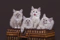 Four small Siberian Neva Masquerade kittens on dark brown background Royalty Free Stock Photo