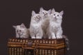 Four small Siberian Neva Masquerade kittens on dark brown background Royalty Free Stock Photo