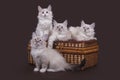 Four small Siberian Neva Masquerade kittens on dark brown background Royalty Free Stock Photo