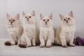 Four Small Siberian Neva Masquerade kittens on background. Cat sitting. Branch of lilac. Royalty Free Stock Photo