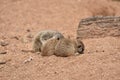 Four Small Sleeping Meerkat Babies Royalty Free Stock Photo