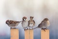 Four small sparrow birds are sitting on a wooden fence in the village Royalty Free Stock Photo