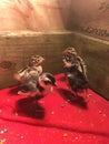 Small standing pheasant chicks on red blanket