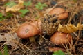 Four small Suillus luteus mushrooms