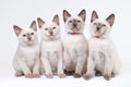 Four small thai kittens