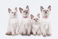 Four small thai kittens on white Royalty Free Stock Photo