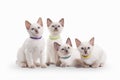 Four small thai kittens on white background