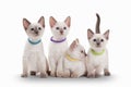 Four small thai kittens on white background