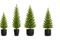 Four small to medium sized spruce trees, each decorated with bright yellow lights and presented in chic black pots, arranged Royalty Free Stock Photo