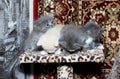Four small 5 weeks old kittens on a scratching post Royalty Free Stock Photo